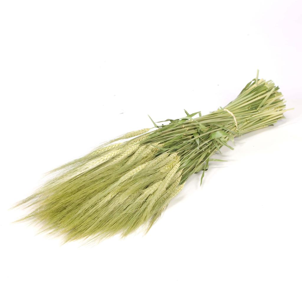 Pre Order Gerst (hordeum) natural green, box x 20