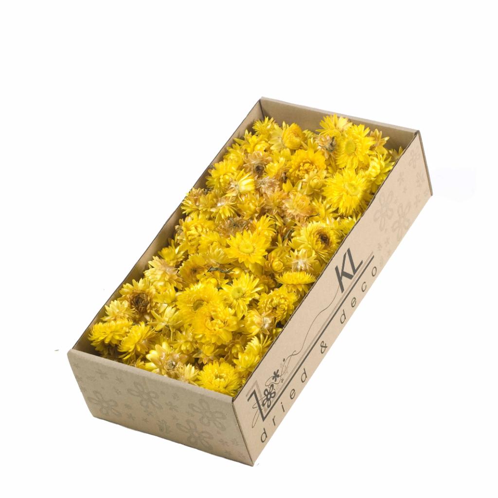 Pre Order Helichrysum head show box natural yellow, box x 6