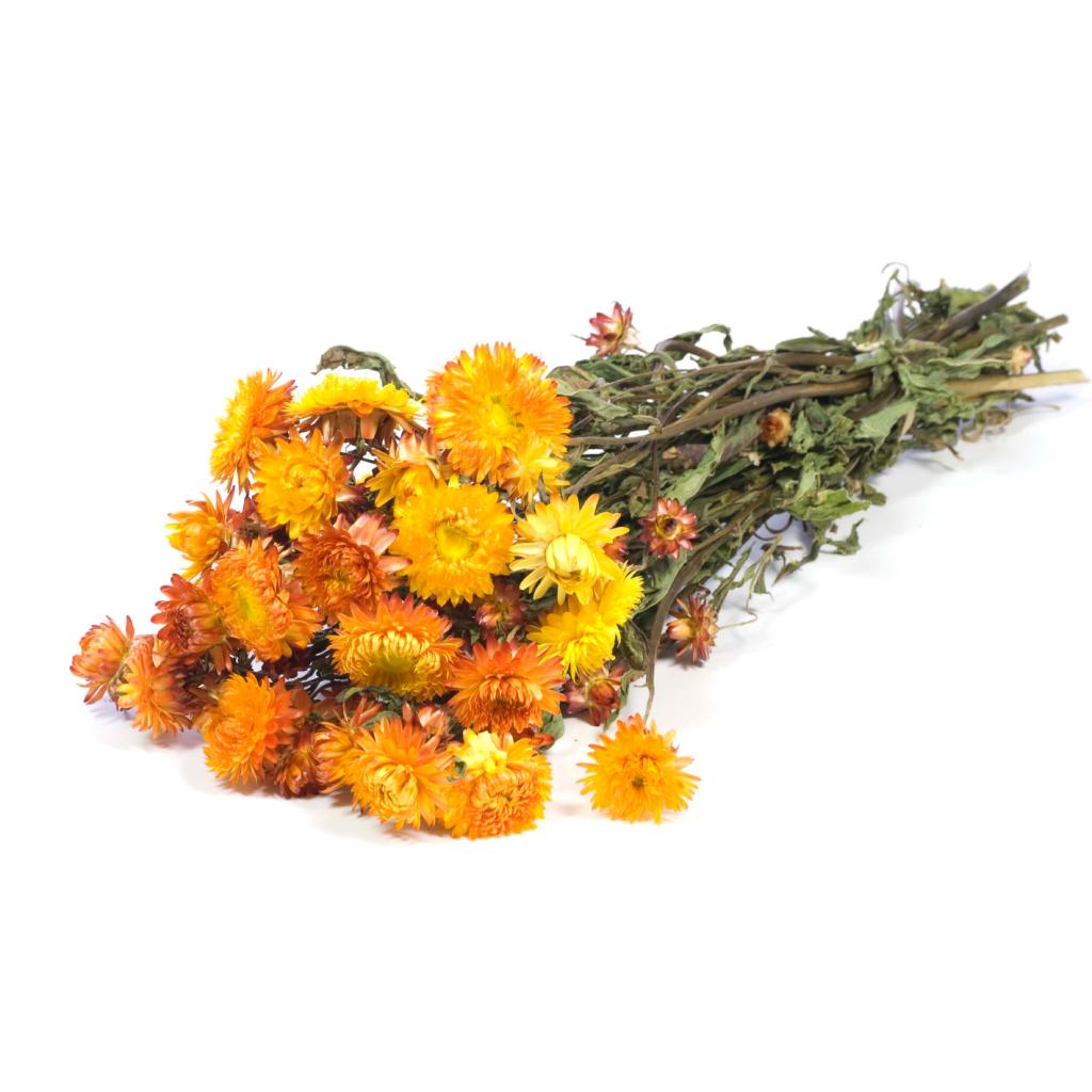 Pre Order Helichrysum natural orange, box x 20