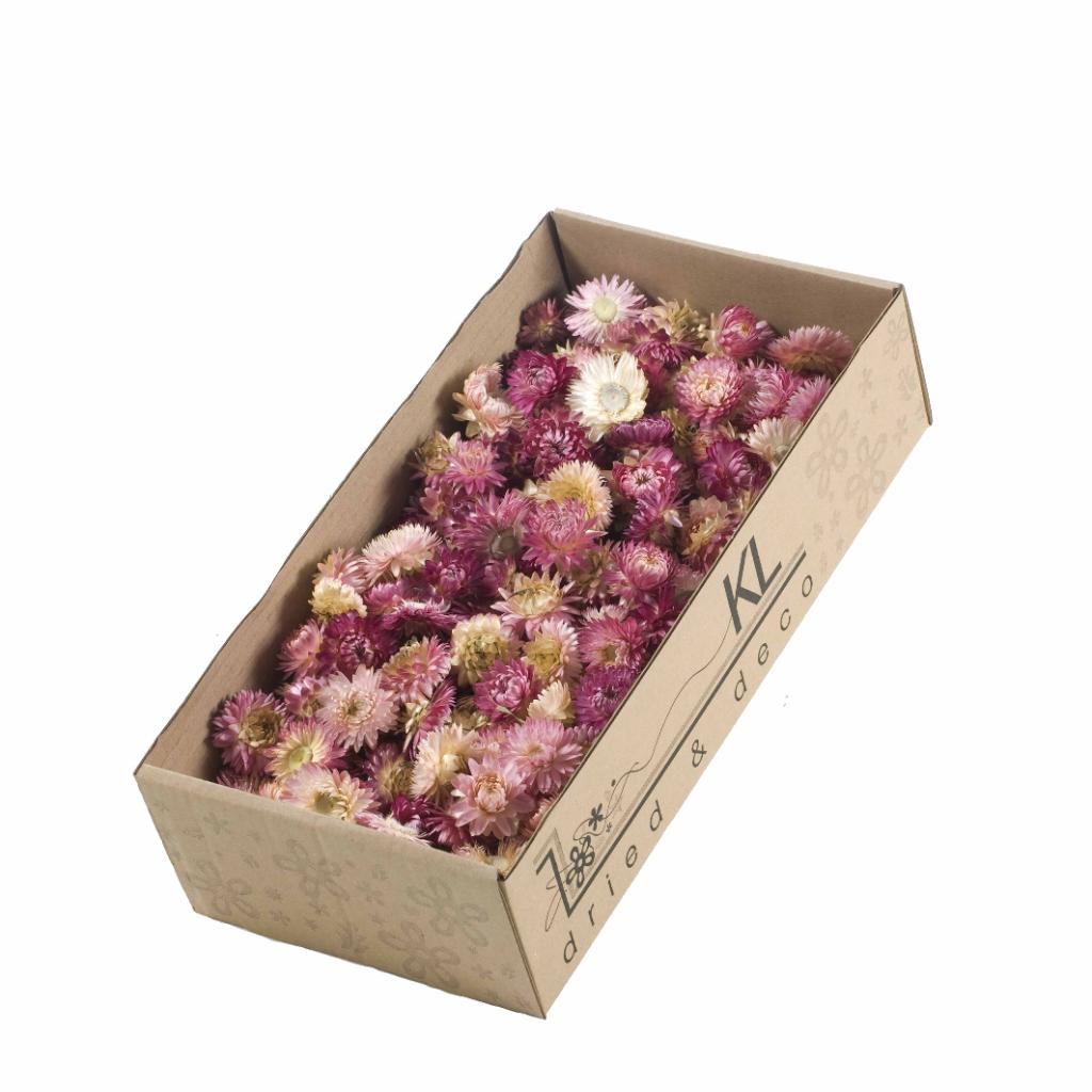 Pre Order Helichrysum head show box natural pink, box x 6