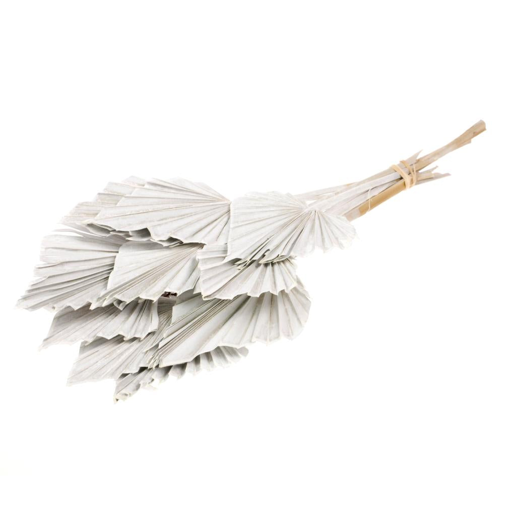 Pre Order Palmspear white misty, box x 15