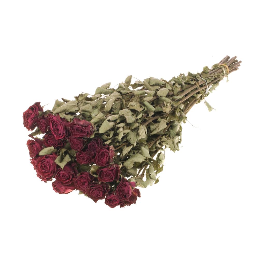 Pre Order Roses 'Bright Torch' natural dark red, box x 15