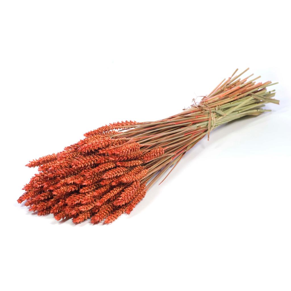 Pre Order Tarwe (triticum) burnt orange, box x 20 – Atlas Flowers