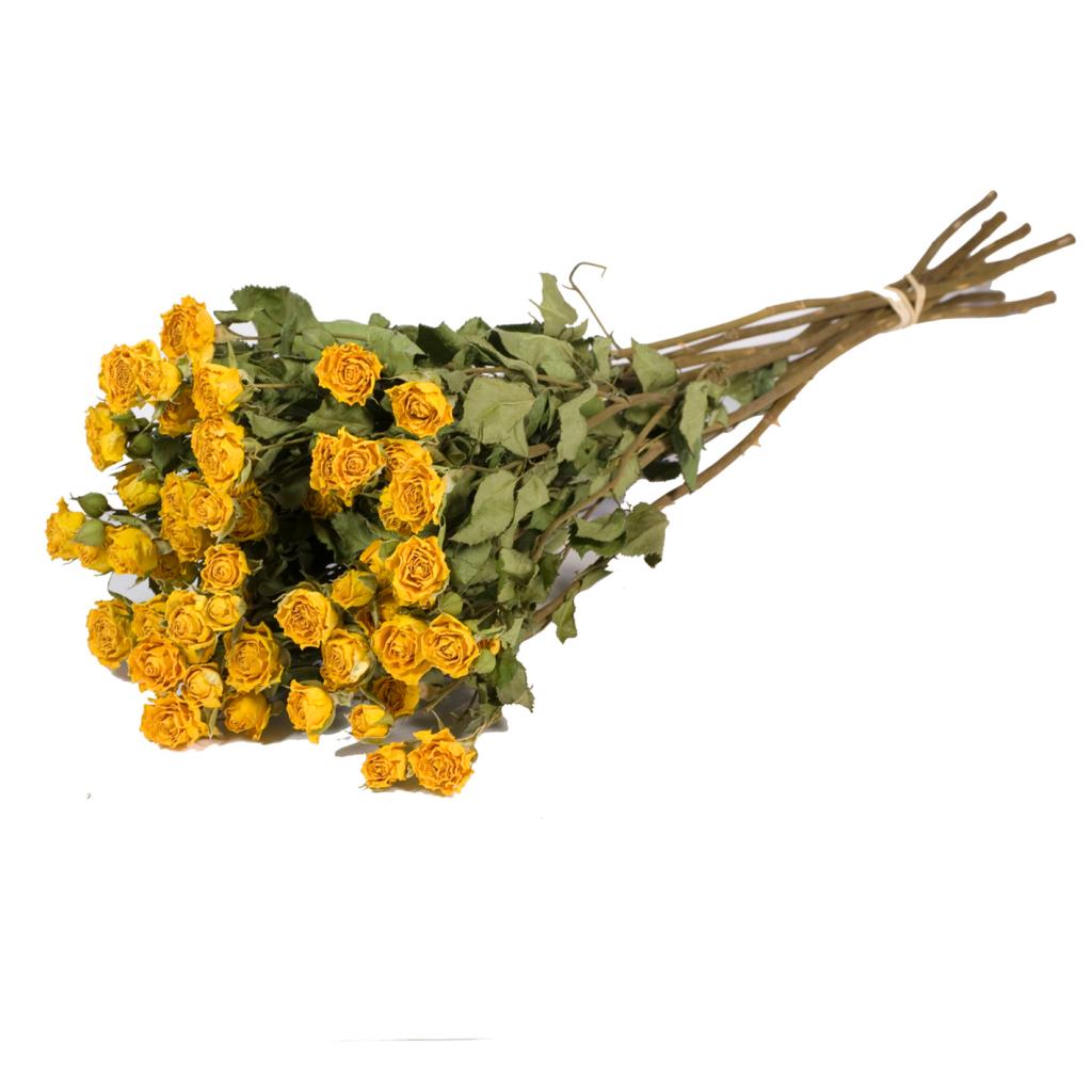 Pre Order Roses spray  natural yellow, box x 20