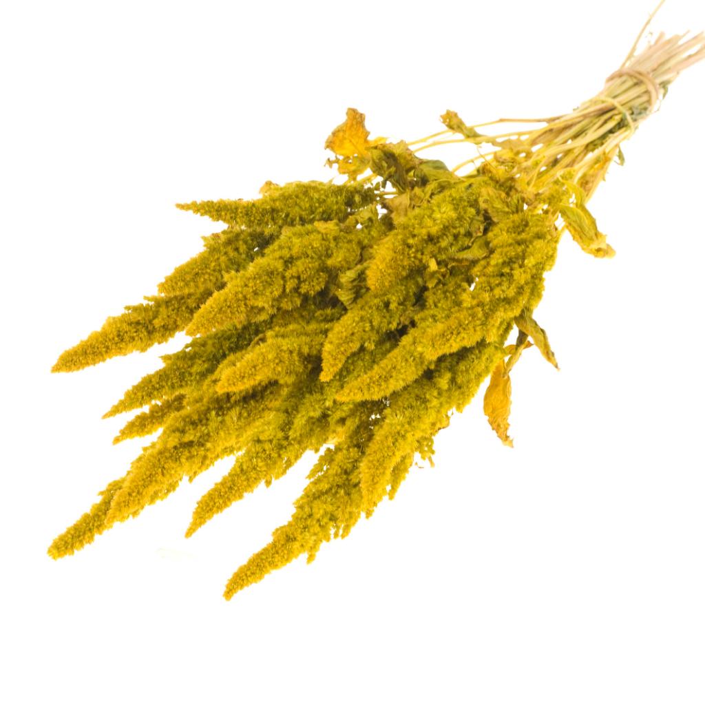 Pre Order Amaranthus yellow, box x 15