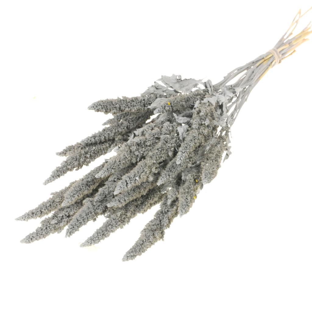 Pre Order Amaranthus grey misty, box x 15