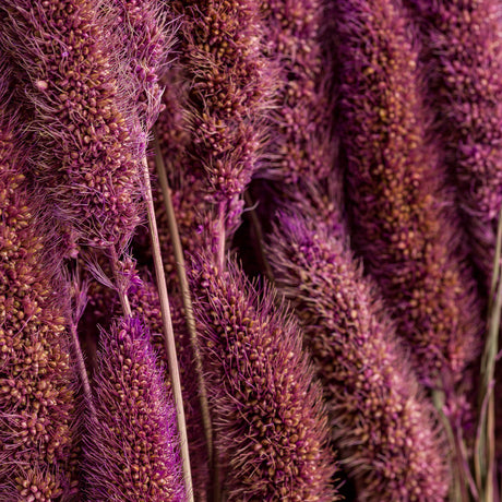 Setaria Grass, Purple, Bunch, 65cm