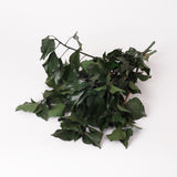 Ivy, Preserved, Green, 150g Bunch