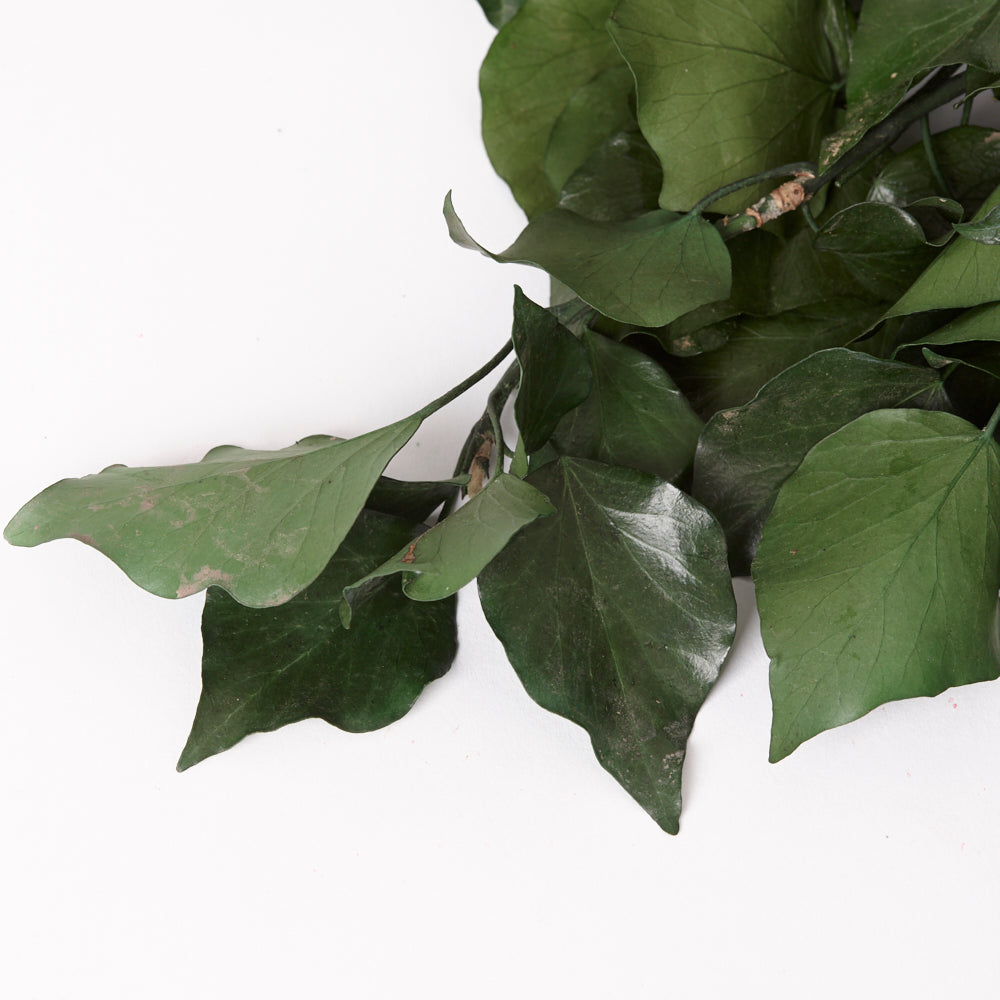 Ivy, Preserved, Green, 150g Bunch