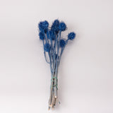 Marshy Thistle, Dried, Dark Blue, Bunch x 10