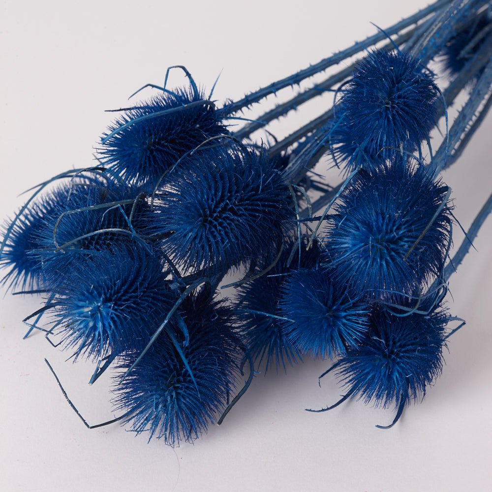 Marshy Thistle, Dried, Dark Blue, Bunch x 10