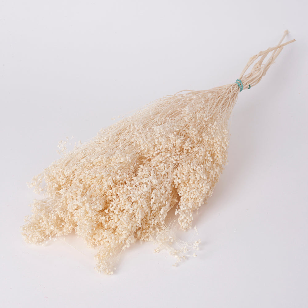 Broom Bloom, Dried, Bleached White