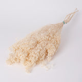 Broom Bloom, Dried, Bleached White