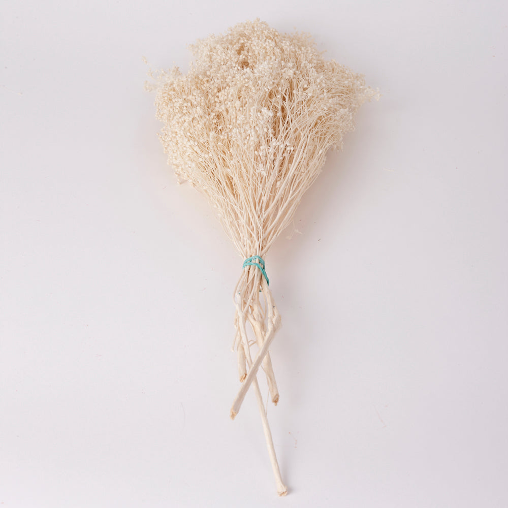 Broom Bloom, Dried, Bleached White