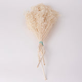 Broom Bloom, Dried, Bleached White