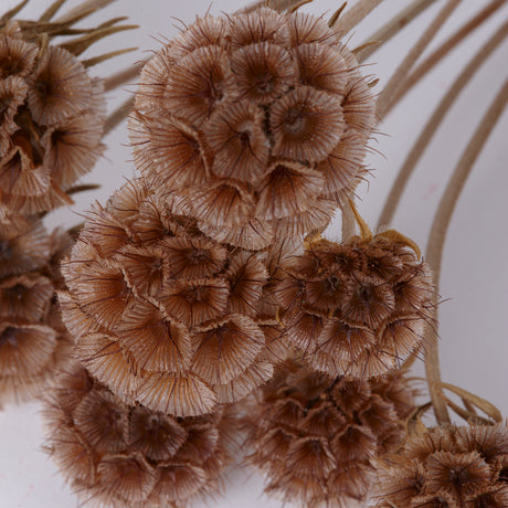 Drumstick Scabiosa, Preserved, Natural, Bunch x 10 Stems