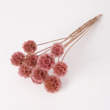 Drumstick Scabiosa, Preserved, Pink, Bunch x 10 Stems