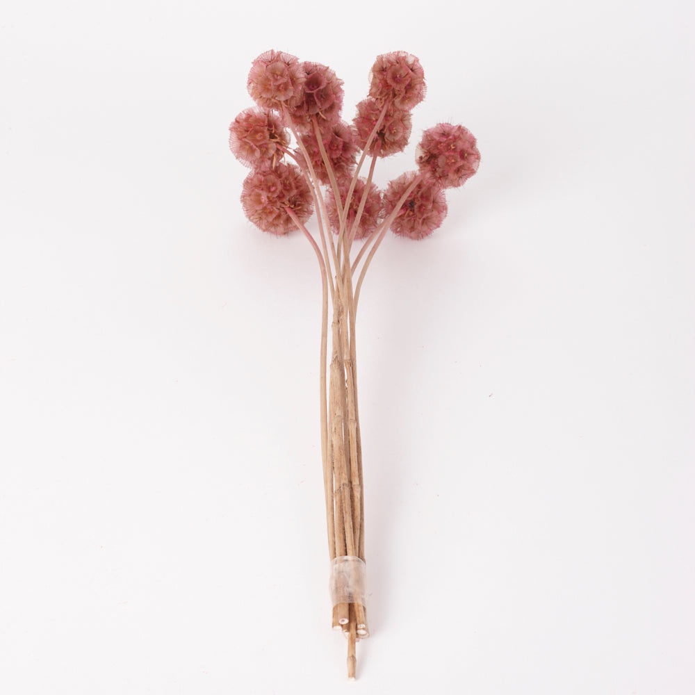 Drumstick Scabiosa, Preserved, Pink, Bunch x 10 Stems