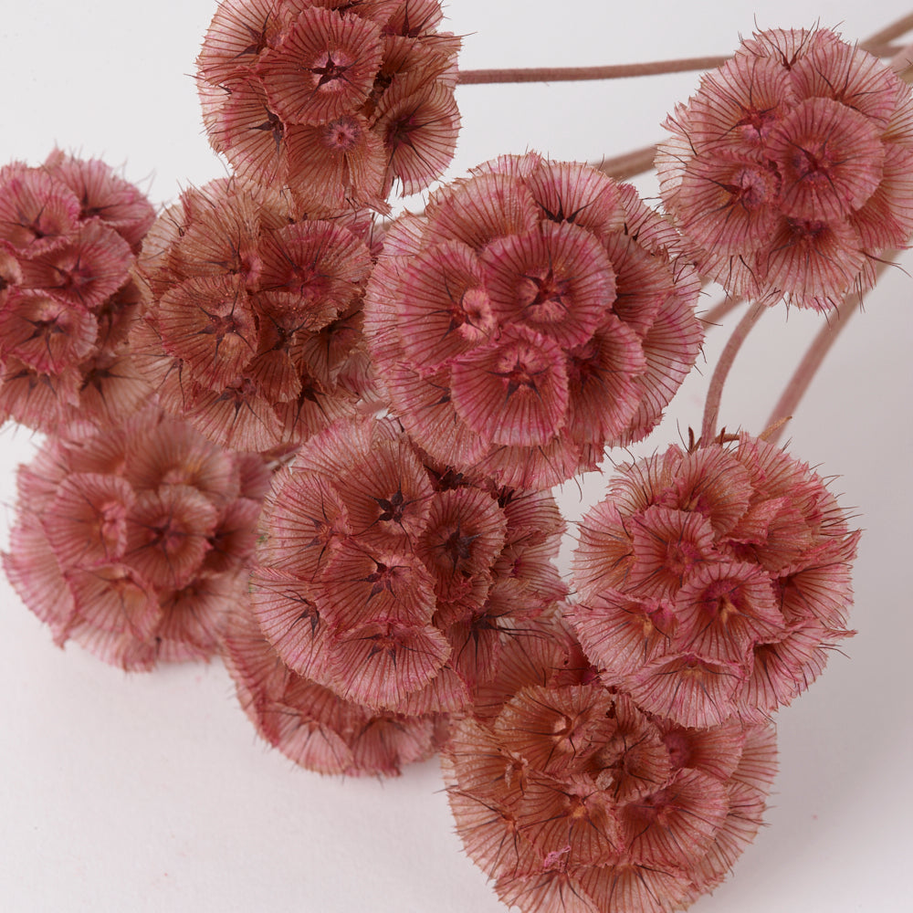 Drumstick Scabiosa, Preserved, Pink, Bunch x 10 Stems