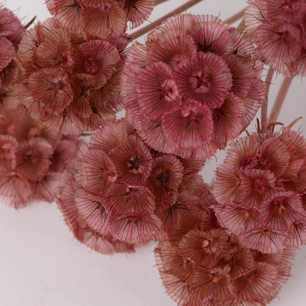 Drumstick Scabiosa, Preserved, Pink, Bunch x 10 Stems