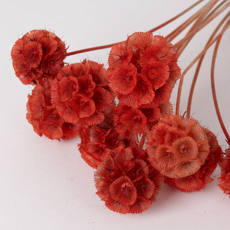 Drumstick Scabiosa, Preserved, Orange, Bunch x 10 Stems