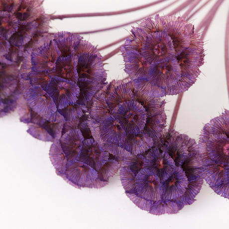 Drumstick Scabiosa, Preserved, Violet, Bunch x 10 Stems