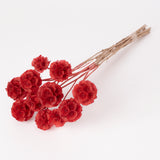 Drumstick Scabiosa, Preserved, Red, Bunch x 10 Stems