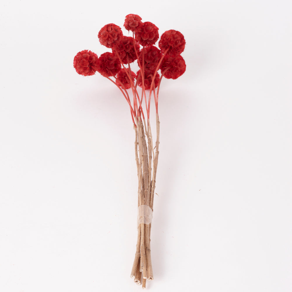 Drumstick Scabiosa, Preserved, Red, Bunch x 10 Stems