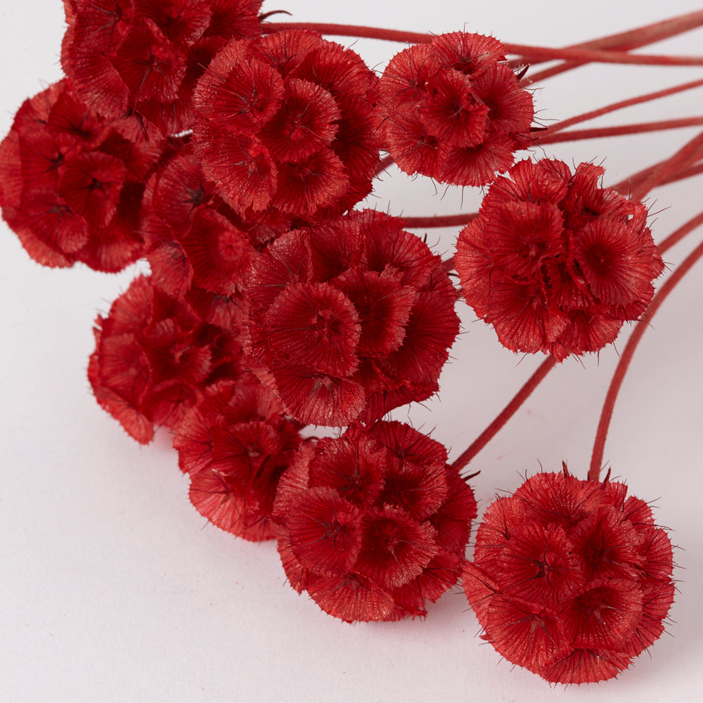 Drumstick Scabiosa, Preserved, Red, Bunch x 10 Stems