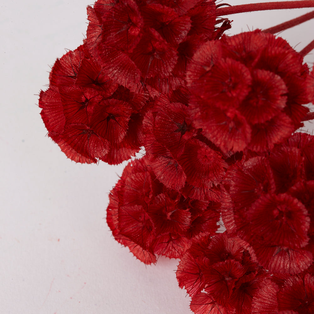 Drumstick Scabiosa, Preserved, Red, Bunch x 10 Stems