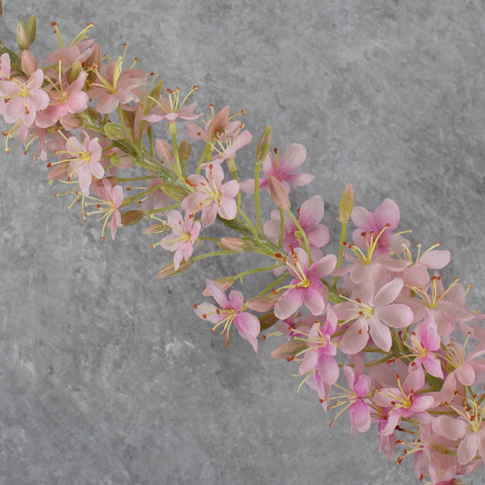 Eremurus, Foxtail Lily, Light Pink, 132cm