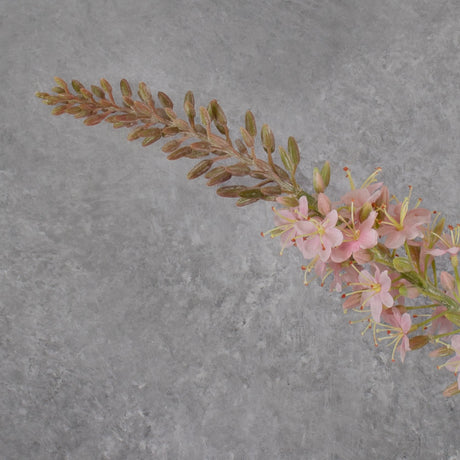 Eremurus, Foxtail Lily, Light Pink, 132cm