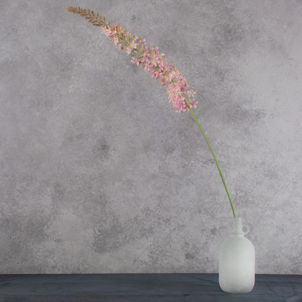 Eremurus, Foxtail Lily, Light Pink, 132cm
