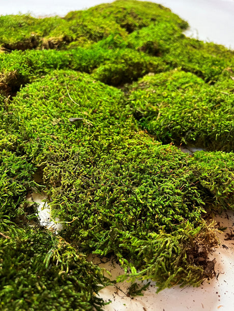 Flat Moss, Preserved, Green, Box x 2.5kg