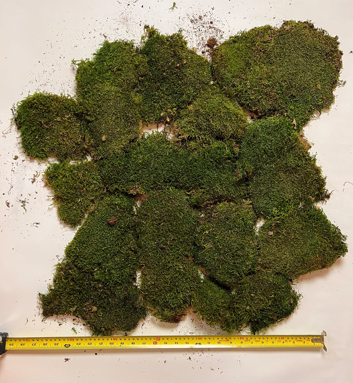 Flat Moss, Preserved, Green, Bag x 500g