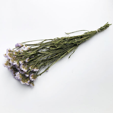 Statice sinuata, Natural and Dried, Light Violet