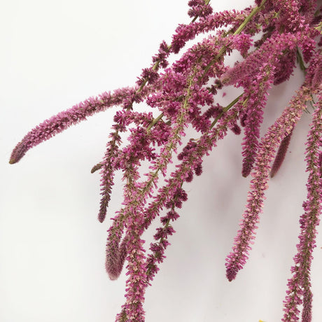 Statice Suworowii, Dried, Natural Pink