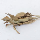 Strelitzia Leaves, Dried, Natural Brown, Bunch x 10