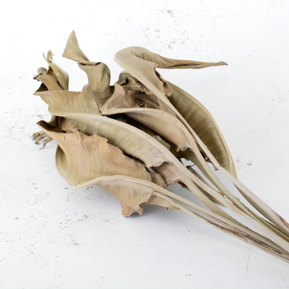 Strelitzia Leaves, Dried, Natural Brown, Bunch x 10