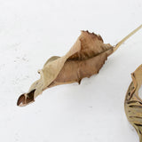 Strelitzia Leaves, Dried, Natural Brown, Bunch x 10