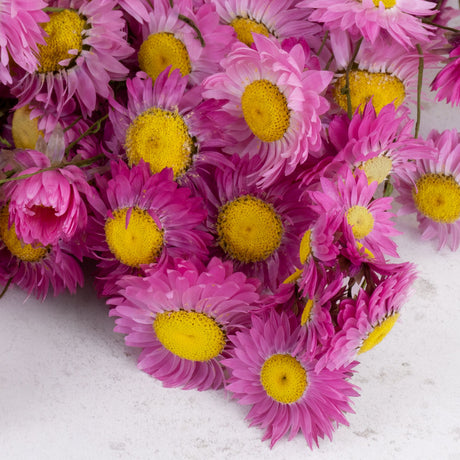 Dried Acrolinium Natural Pink Bunch