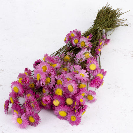 Dried Acrolinium Natural Pink Bunch