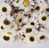 Dark stems, medium sized round flower heads, white petals with brown and yellow centres