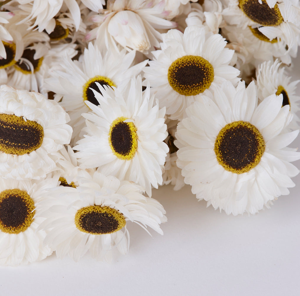 Dark stems, medium sized round flower heads, white petals with brown and yellow centres