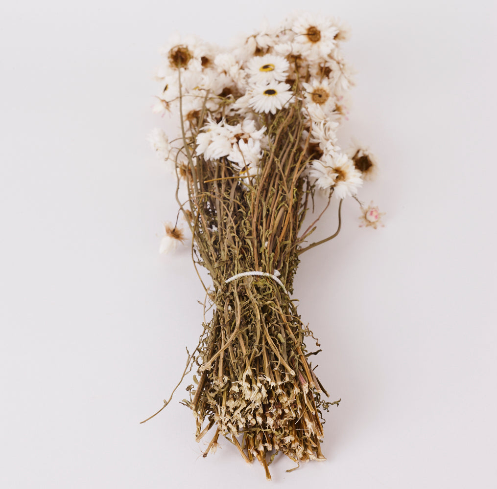 Dark stems, medium sized round flower heads, white petals with brown and yellow centres