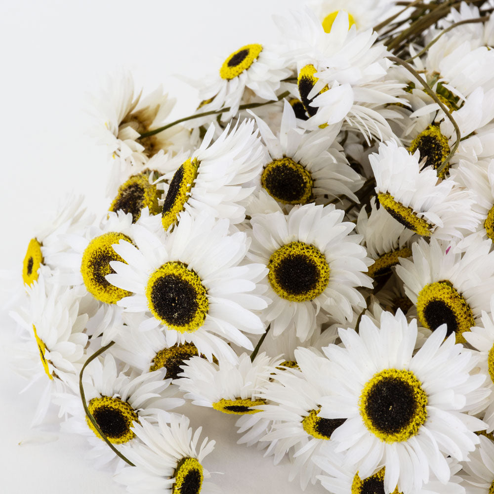 Dark stems, medium sized round flower heads, white petals with brown and yellow centres