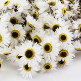 Dark stems, medium sized round flower heads, white petals with brown and yellow centres