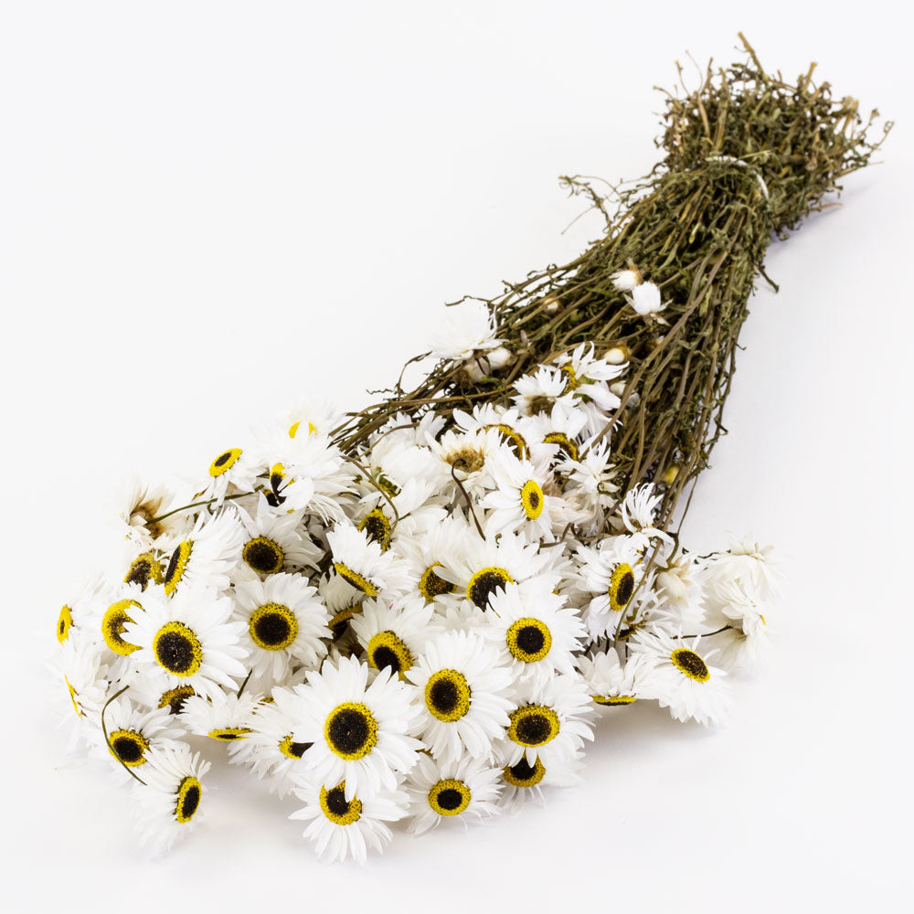 Dark stems, medium sized round flower heads, white petals with brown and yellow centres