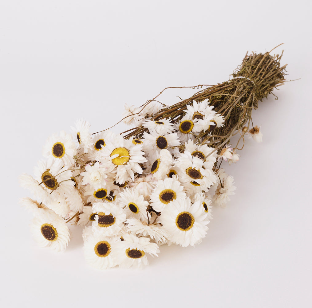 Dark stems, medium sized round flower heads, white petals with brown and yellow centres