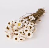 Dark stems, medium sized round flower heads, white petals with brown and yellow centres